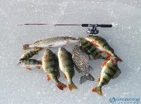 Улов на рыбалке зимой