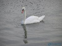 Лебеди - настоящее украшение озера
